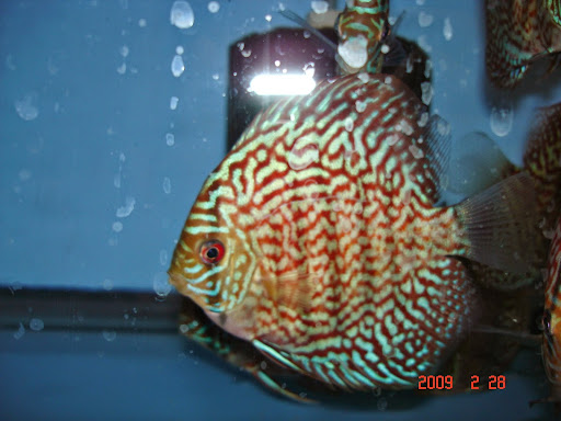 Pet Supply Store «Monster Aquarium Inc.», reviews and photos, 131-08 40 Rd, Flushing, NY 11354, USA