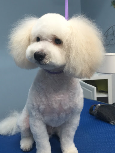 Pet Store «Doggy Dog World Inc», reviews and photos, 2552 Coney Island Ave, Brooklyn, NY 11223, USA