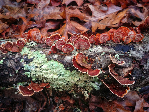 Nature Preserve «Maurice River Bluffs Preserve», reviews and photos, Silver Run Rd, Millville, NJ 08332, USA