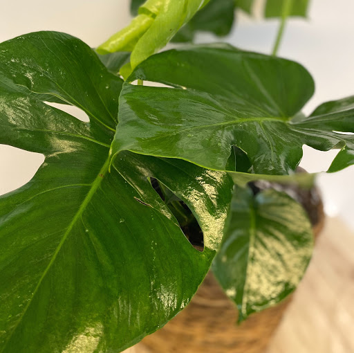 Florist «Flowers By The Station», reviews and photos, 73 Union St, Attleboro, MA 02703, USA