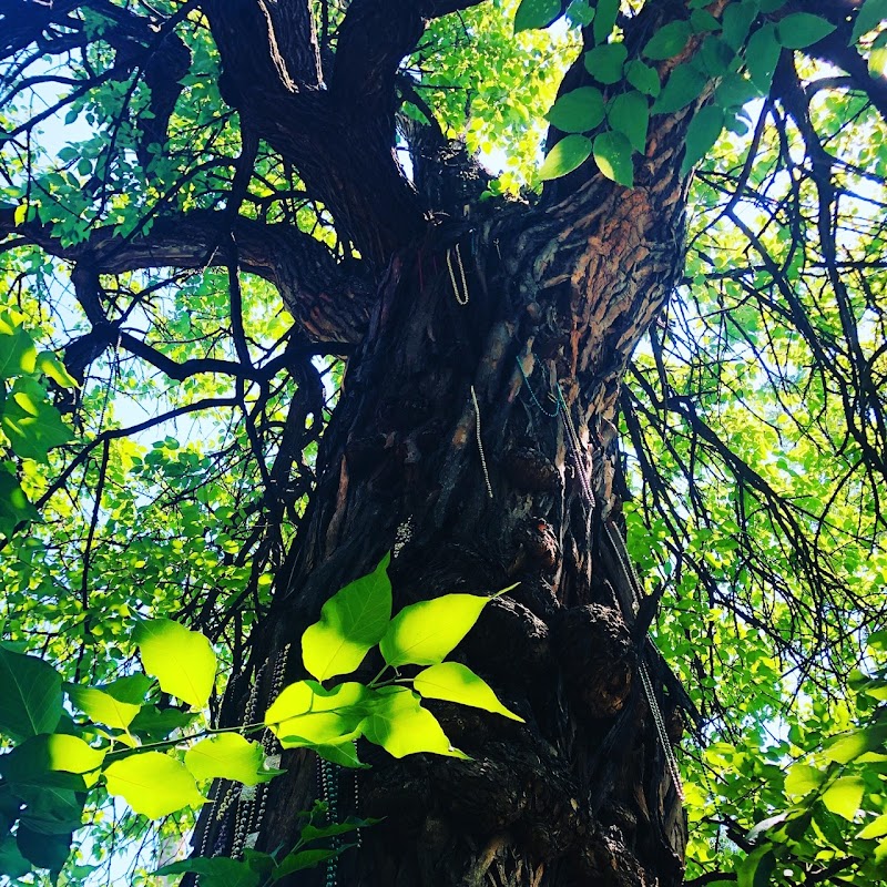 The Witches' Tree