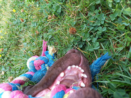 Tierärztliche Praxisgemeinschaft Nastätten unter Nastätten, 