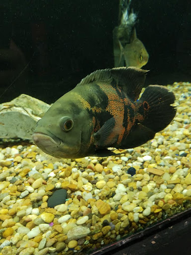 Pet Store «Friendly Pets», reviews and photos, 625 Friendly Center Rd, Greensboro, NC 27408, USA