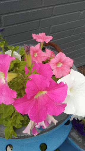 Supermarket «ALDI», reviews and photos, 1600 W 117th St, Lakewood, OH 44107, USA