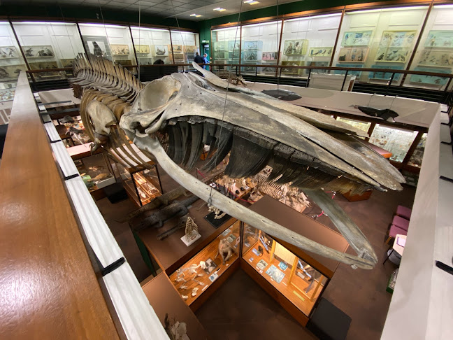 University of Aberdeen Zoology Museum - Aberdeen