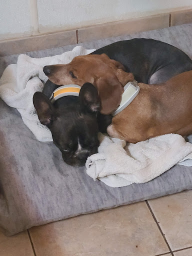 Pet Store «Rainbow Pet Supplies», reviews and photos, 3940 58th St, Woodside, NY 11377, USA