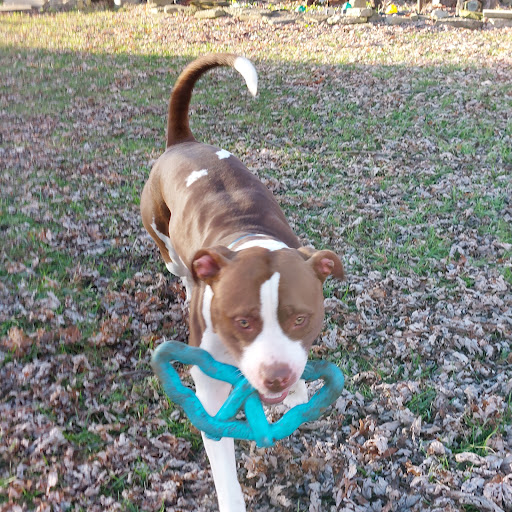 Pet Supply Store «Petco Animal Supplies», reviews and photos, 200 McMahan Blvd, Marion, OH 43302, USA