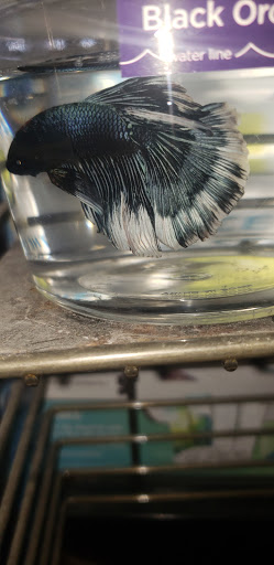 Pet Supply Store «Petco Animal Supplies», reviews and photos, 6025 Kruse Dr #159, Solon, OH 44139, USA