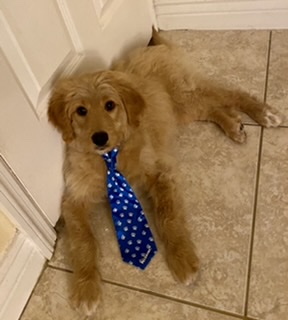 Pet Supply Store «PetSmart», reviews and photos, 1115 Vidina Pl, Oviedo, FL 32765, USA