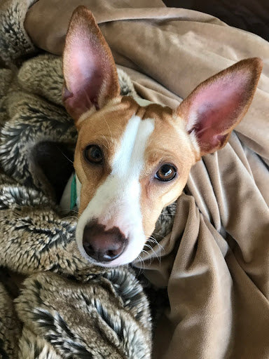 Pet Store «Tucker Pet Supply», reviews and photos, 2218 Fellowship Rd, Tucker, GA 30084, USA