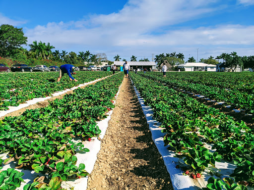 Knaus Berry Farm