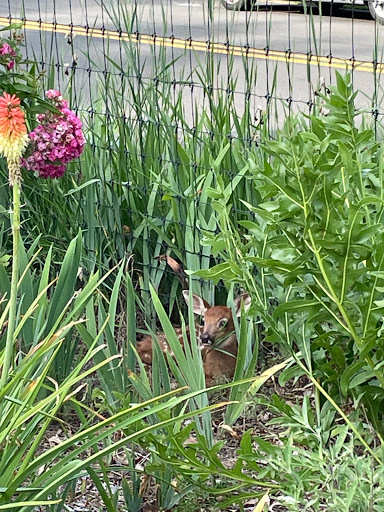 Park «Pardee Rose Gardens», reviews and photos, 180 Park Rd, Hamden, CT 06517, USA