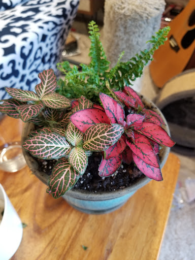 Garden Center «Merrifield Garden Center», reviews and photos, 12101 Lee Hwy, Fairfax, VA 22030, USA