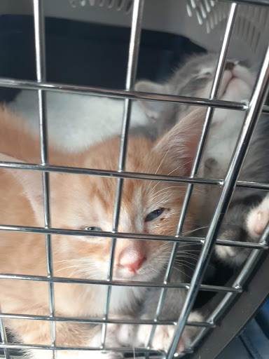 Pet Supply Store «PetSmart», reviews and photos, 101 Pavilion Pkwy, Fayetteville, GA 30214, USA