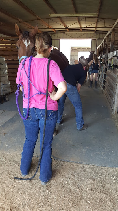 Elite Equine Massage And Flexion Therapy