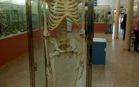 Dr. Pedro Ara Anatomical Museum image