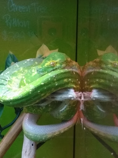 Reptile Store «Reptile Pets Direct», reviews and photos, 8088 Pat Booker Rd, Live Oak, TX 78233, USA