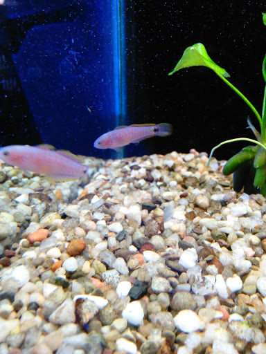 Pet Store «Aviarium», reviews and photos, 3500 Gwinnett Pl Dr NW # 2, Duluth, GA 30096, USA