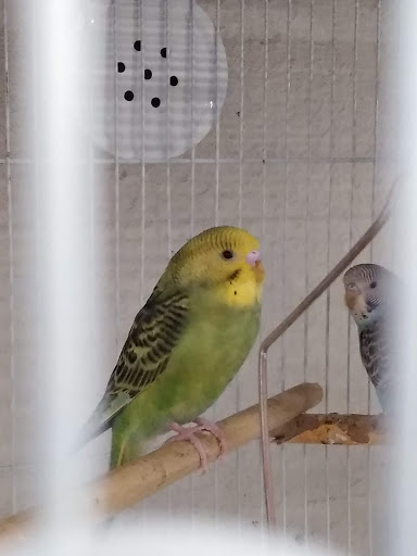 Pet Supply Store «Best Pets», reviews and photos, 905 Washington Ave, Detroit Lakes, MN 56501, USA