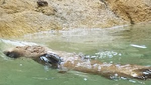 Lee Richardson Zoo - photo 68