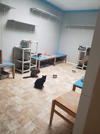 Animal Protection Organization «Humane Society of Dallas County/Dog and Kitty City», reviews and photos