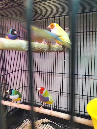Pet Store «Parrots Of The World Aquarium and Pet Center», reviews and photos, 316 Sunrise Hwy #1, Rockville Centre, NY 11570, USA