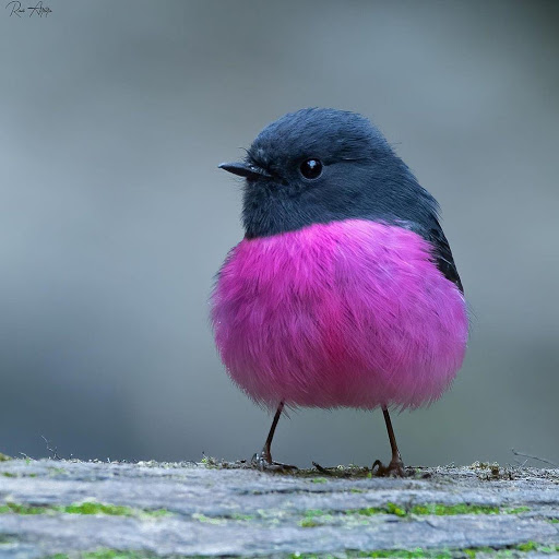 Nissan Dealer «Nissan North», reviews and photos, 8645 High St, Columbus, OH 43235, USA