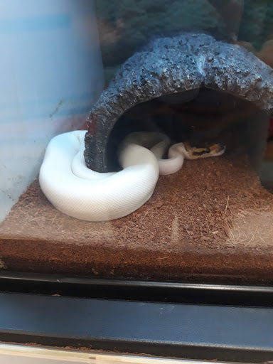 Pet Supply Store «Petco Animal Supplies», reviews and photos, 2131 Pleasant Hill Rd, Duluth, GA 30096, USA