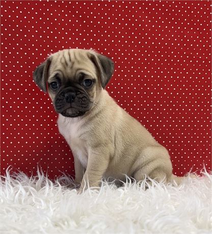 Connecticut Puppies For Sale