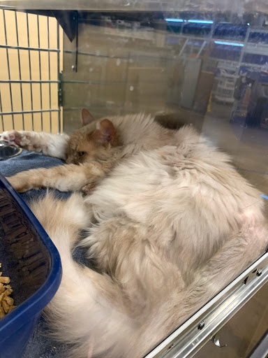 Pet Supply Store «PetSmart», reviews and photos, 573 N McKinley St, Corona, CA 92879, USA