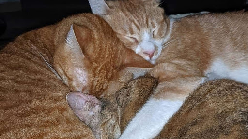 Pet Sitter - Pensiune pisici - Cazare pisici - Vizite pisici 