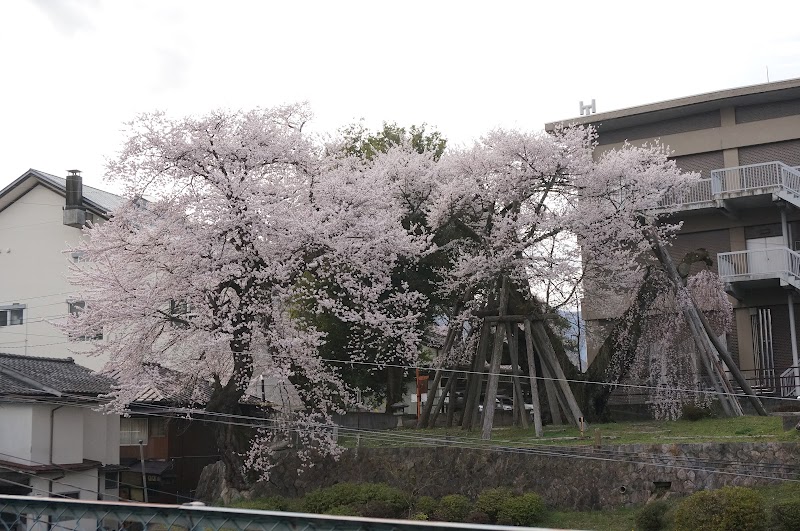 飯田城桜丸のイスノキ