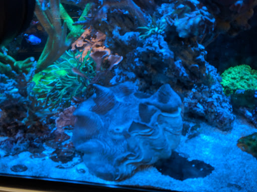 Aquarium «Aquarium Fish & Supply», reviews and photos, 1702 S Kelly Ave, Edmond, OK 73013, USA