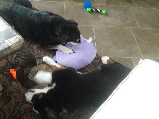 Pet Supply Store «Pet Supplies Plus», reviews and photos, 4100 Legacy Dr Suite 402, Plano, TX 75024, USA