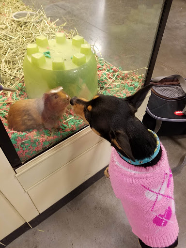 Pet Supply Store «PetSmart», reviews and photos, 1734 Old Fort Pkwy, Murfreesboro, TN 37129, USA