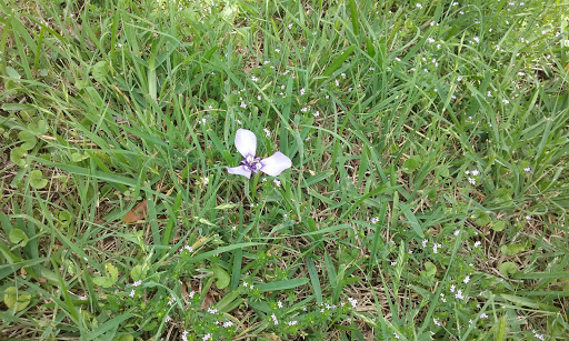 Park «Crawford Park», reviews and photos, 401 Straus Rd, Cedar Hill, TX 75104, USA