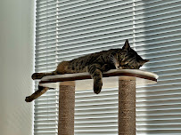 YOUR CAT SITTER - Photo 2 - Car repair in , Jersey City