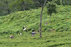 Rangaroon Tea Estate image