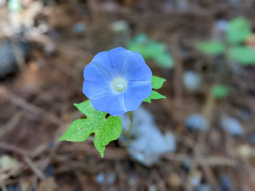 Park «Bowie Nature Park», reviews and photos, 7211 Bowie Lake Rd, Fairview, TN 37062, USA