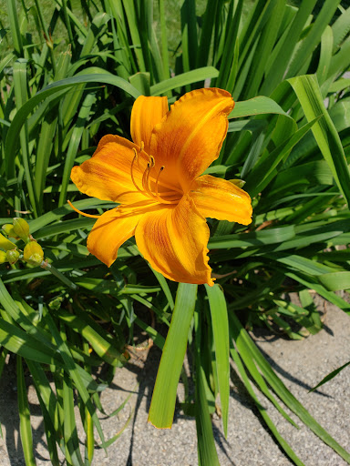 National Park «Hamilton Grange National Memorial», reviews and photos, 414 W 141st St, New York, NY 10031, USA