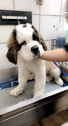 Pet Supply Store «PetSmart», reviews and photos, 3501 Catclaw Dr, Abilene, TX 79606, USA