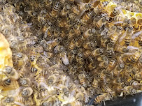 Cal Coast Pest Management - Photo 5 - Car repair in National City, CA, San Diego