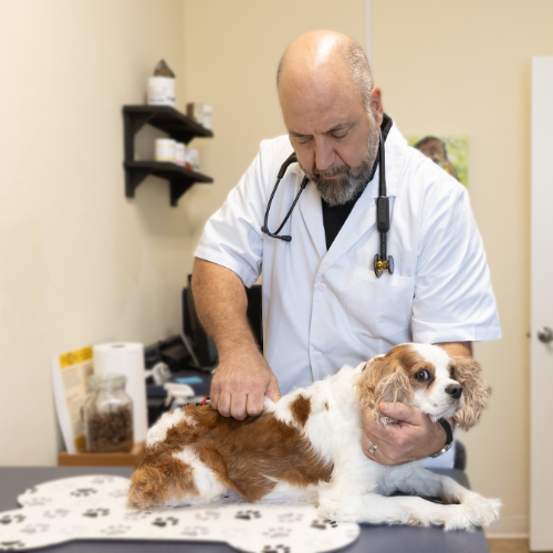 Holistic Pet Care Center of Oklahoma image