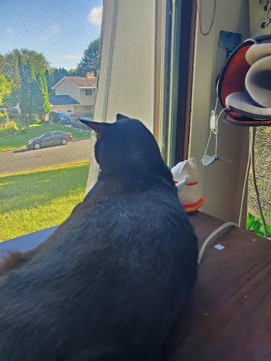 Pet Store «Forest Lake Pets», reviews and photos, 120 Lake St N, Forest Lake, MN 55025, USA