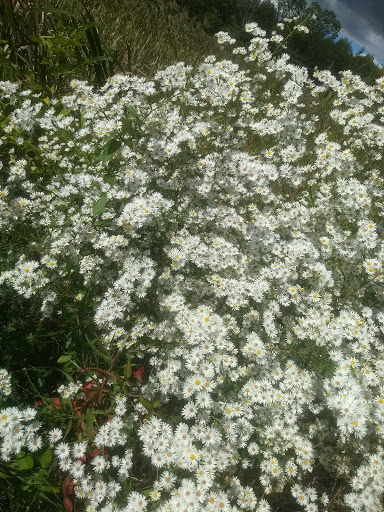 Public Golf Course «Mercer Oaks Golf Course», reviews and photos, 725 Village Rd W, West Windsor Township, NJ 08550, USA