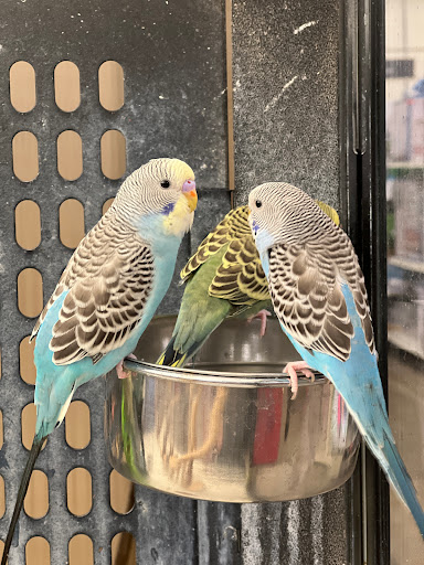 Fabric Store «Jo-Ann Fabrics and Crafts», reviews and photos, 20550 E 13 Mile Rd, Roseville, MI 48066, USA