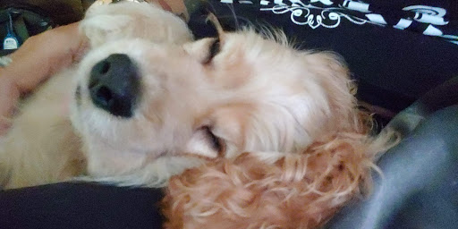 Pet Supply Store «Feeders Supply», reviews and photos, 1610 Ring Rd, Elizabethtown, KY 42701, USA