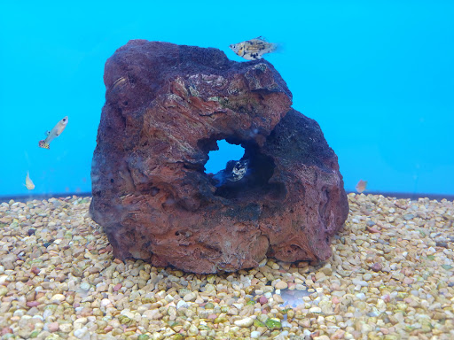 Pet Supply Store «Petco Animal Supplies», reviews and photos, 11147 Park Blvd N, Seminole, FL 33772, USA