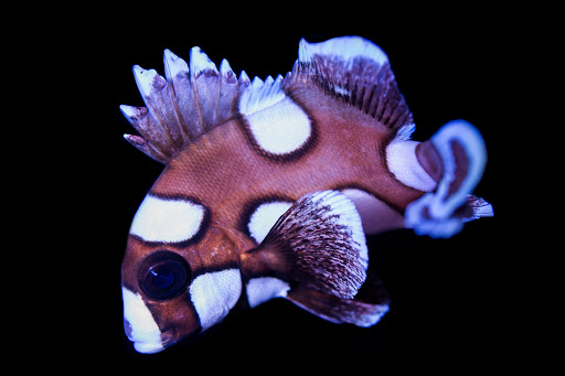 Aquarium «VIP Reef Aquarium», reviews and photos, 16300 SW 137th Ave #121, Miami, FL 33177, USA