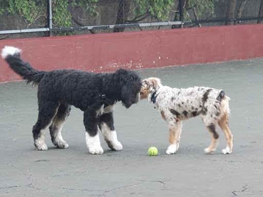 Park «Carleton Court Dog Park», reviews and photos, Southwest Corridor Path, Boston, MA 02116, USA